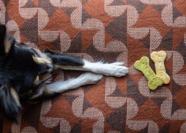 A small dog lies on a patterned blanket with its front paws outstretched near three dog bone-shaped treats.