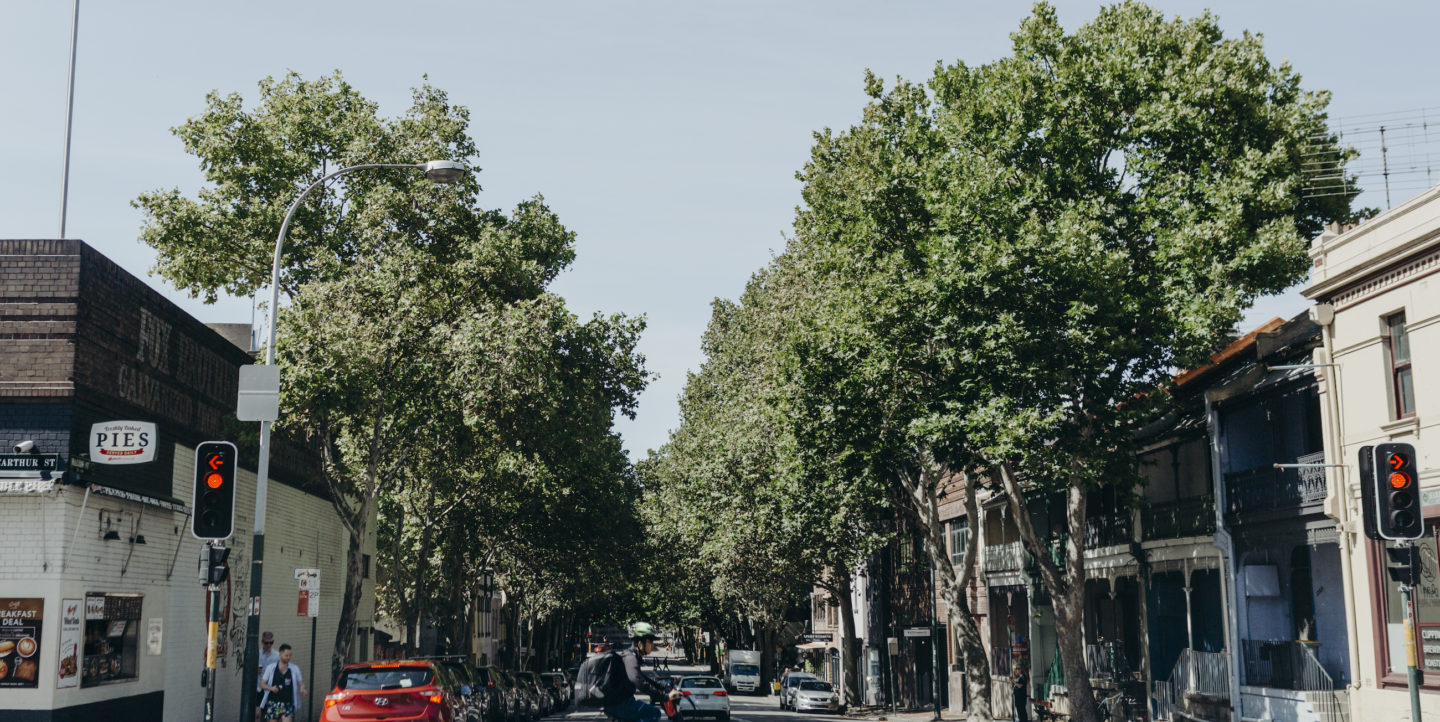 a treelined street in Sydney with a person on a bike